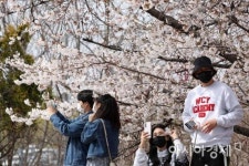 [포토]여의서로에서 봄 추억 남기는 시민들