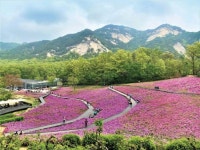 10만주 철쭉과 문화체험 프로그램 불암산 철쭉동산 불났네?