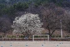 [고규홍의 나무와 사람]세계적으로 950종류나 되는 목련이야기
