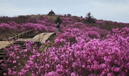[포토] 지리산 노고단, 진달래 만개