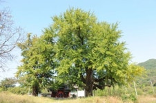 연천 임진강 두루미류 도래지 천연기념물 된다