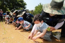 꼬마농부 전통 손 모내기 체험