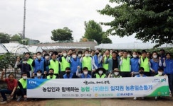한진·농협 직원, 화성 포도농가서 일손돕기 봉사