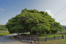 [고규홍의 나무와 사람]‘이순신 장군’ 넋 담은…네가 진정한 후박나무로다