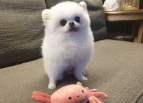 너무 억울해 치과 검사 받으려다 동물병원서 사망한 반려견