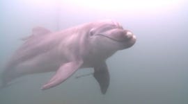 우영우가 사랑한 남방큰돌고래…수족관서 바다로