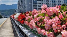 ‘도심 경관 형형색색 아름답게 물들인 포항’ … 주요 교량·경관지역 화분 설치