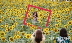 [포토] 처서 앞두고 해바라기 활짝