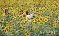 [포토] 탑동시민농장에 활짝 핀 해바라기
