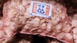 창녕군 “마늘 양파 파종 시, 종구 반드시 소독하세요”