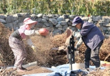 [포토] 함양 금계마을 노부부의 가을걷이 아름다워