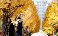 [포토]은행나무길 거니는 시민들