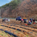 영양군 일월면, 천궁재배농가 수확 돕기 봉사