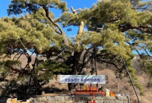 합천군, 천연기념물 ‘화양리 소나무’ 당산제 열어