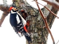 집 벽에서 쏟아진 도토리 300㎏…예상 밖 범인은