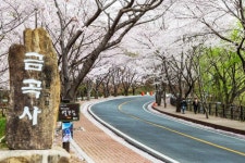 강진 금곡사 벚꽃 삼십리 길 축제 개최