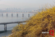 [포토]개나리 활짝