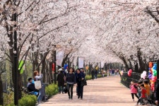 성동구 송정마을 봄맞이 벚꽃축제 연다