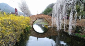 창녕만옥정공원, ‘벚꽃 명소’ … 상춘객 유혹