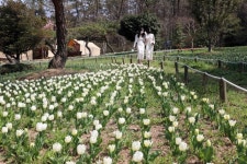장흥군 하늘빛수목원, 형형색색 ‘튤립 축제’ 개최