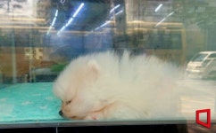 [르포]동물보호법 시행, 충무로 애견 거리 가보니…