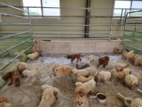 냉동실 개 사체, 밖엔 태운 흔적…미니 비숑 교배 현장