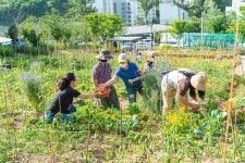양천구, 올해 최고 도시농부 뽑는다