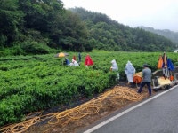 영양군 청기면, 영농철 고추농가 일손돕기 나서