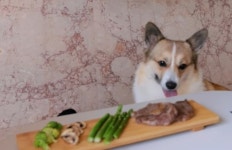 개한테 비싼 한우를 주다니… 악플에 반려견 한우 먹방 사과한 유튜버