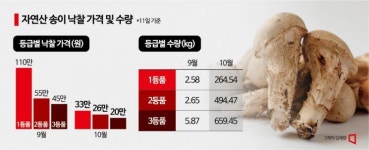 110만원→33만원…금값 자연산 송이, 한 달 새 가격 폭락