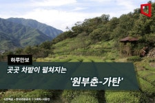 [하루만보] 곳곳 차밭이 펼쳐지는 원부춘-가탄