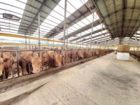 소 럼피스킨병 발생에 위기경보 심각으로 격상…긴급방역