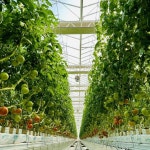 고흥 스마트팜 입주 청년농업인 ‘토마토’ 본격 출하