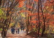 구례 피아골 단풍 절정으로 치달아