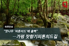[하루만보] “잣나무 ‘피톤치드’에 흠뻑”…가평 잣향기피톤치드길