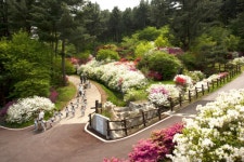 [하루만보] “잣나무 ‘피톤치드’에 흠뻑”…가평 잣향기피톤치드길