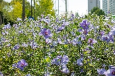 송파구 위례성대로 무궁화동산 전국 1위 무궁화 명소 선정