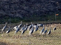 [포토] 행운의 길조 ‘재두루미’ … 의령부자마을 출몰