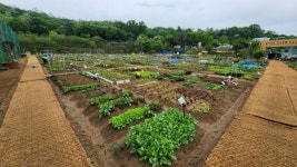 관악구 ‘친환경 도시텃밭’ 분양 시작