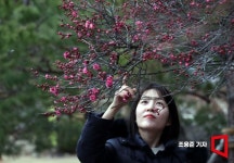 [포토] 봉은사 경내에 피어난 홍매화