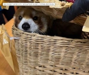 여행객 가방안 레서판다, 얼굴 ‘빼꼼’…태국 공항서 무슨 일이