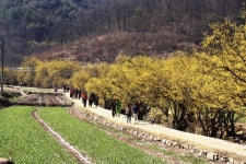 “경북으로 봄꽃 구경 오세요” … 의성 산수유·경주·안동·구미 벚꽃축제 개막