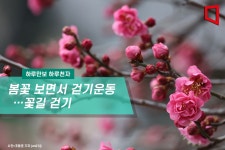 [하루만보 하루천자]봄꽃 보면서 걷기운동…꽃길 걷기