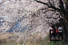 보령 옥마산·주산면서 봄꽃축제···꽃의 향연 즐기세요