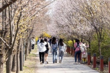 영등포구, 여의서로 벚꽃길 통제 8일까지 연장