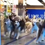 애견카페 탈출 100마리 쇼핑몰 난입…영화 101 달마시안 실사판