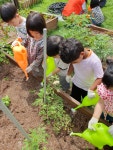 꼬마 농부 꼬마 토마토 키워요...중구, 어린이집 3곳 텃밭 조성