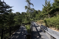 편백숲 무장애길, 9.8km로 확대...서울 봉산에 유일