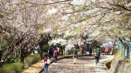 보령 옥마산 봄꽃축제 27일 개막··.황톳길 단장