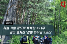 [하루만보]하늘 가릴 정도로 빽빽한 소나무길이 펼쳐진 강릉 바우길 3코스